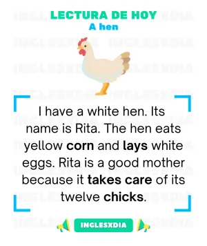 A hen